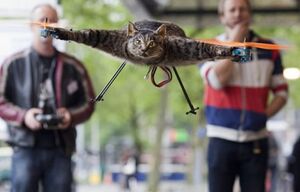 Flying Cat.jpg