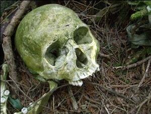 Aokigahara Scull.jpg