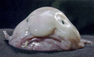 Blobfish 1.jpg