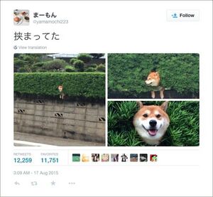 Akita-wall-dog.jpg