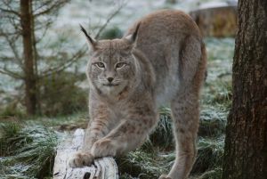 Lynx Good Morning.jpg