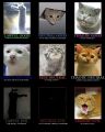 Lolcats