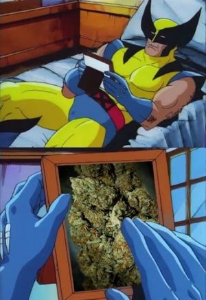 Wolverine Crush on Marijuana.jpg