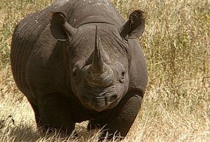 Black rhino.jpg