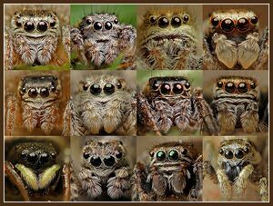 Salticidae photos.jpg