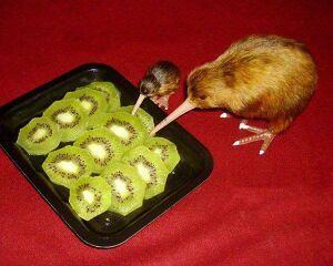 Kiwi cannibal.jpg