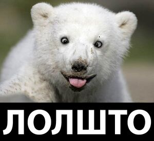 Whitebear lolwut.jpg