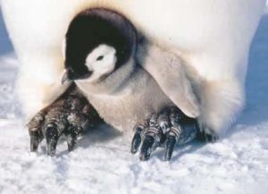 Pinguin baby.jpg