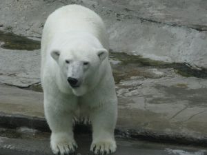 Moscow-zoo-white-bear.jpg